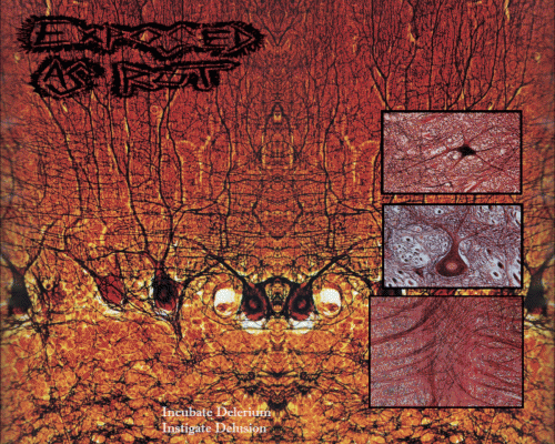 Exposed As Rot : Incubate Delrium - Instigate Delusion Exposed As Rot : Incubate Delrium - Instigate Delusion